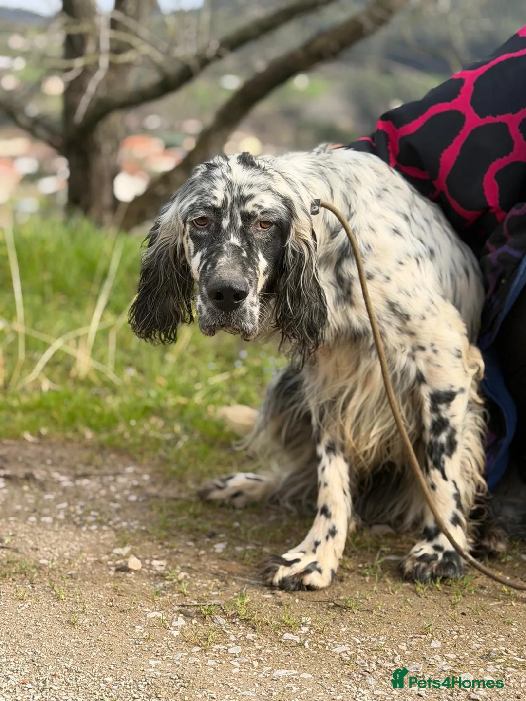 English Setter dogs for adoption: Bruno - Advert 7
