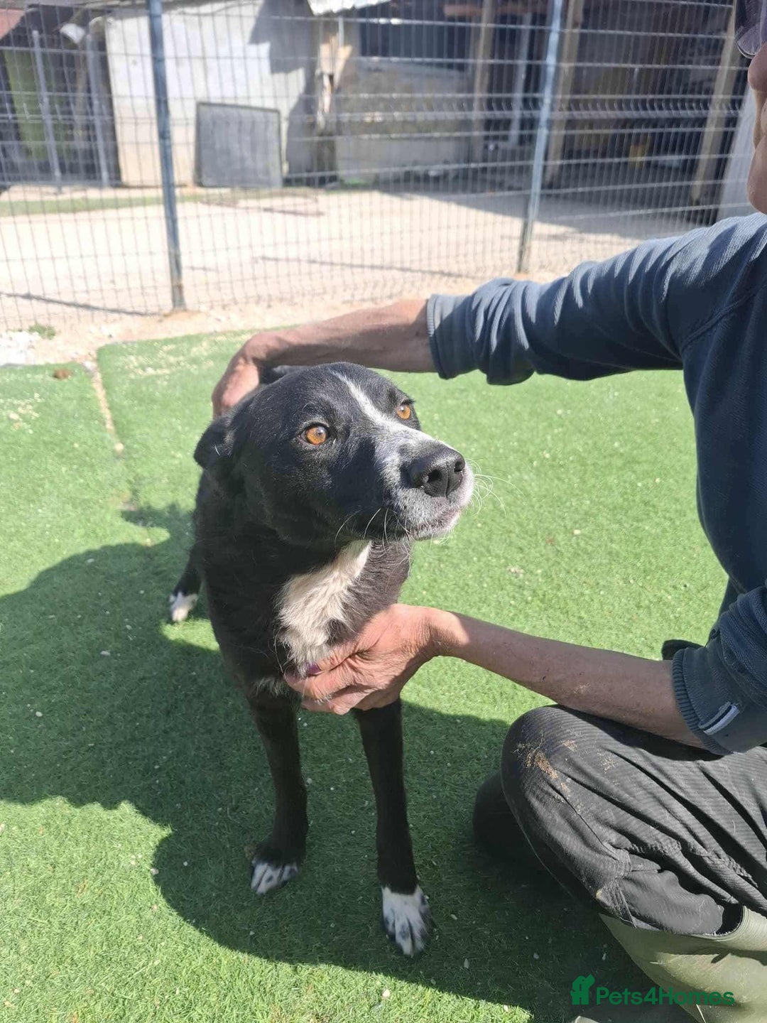 Mixed Breed dogs for adoption: BUCK  - Image 2
