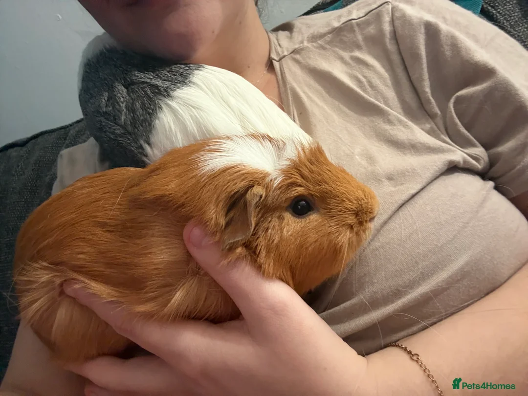Guinea Pig rodents for sale: 2x bonded Male Guinea pigs  - Advert 7