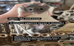 Rat rodents for sale: 5 female rats for rehoming - Image 1