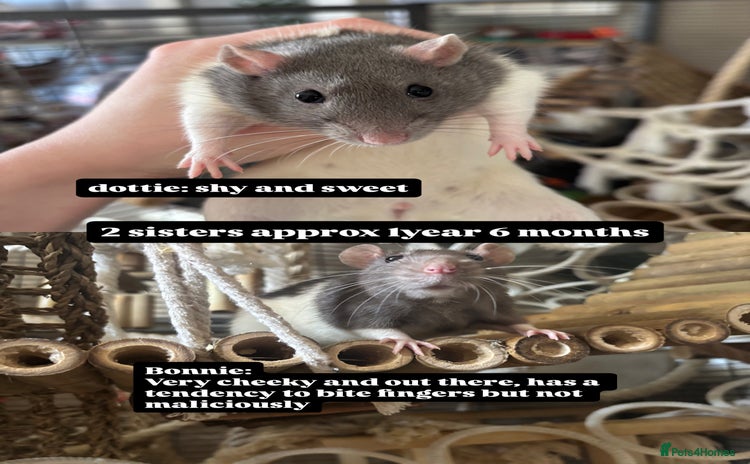Rat rodents - Advert 1
