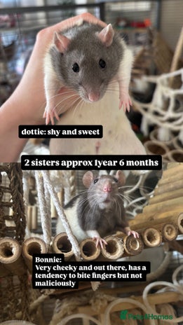 Rat rodents - Advert 1