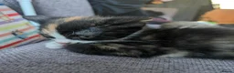 Mixed Breed cats for sale: 4 beautiful kittens ready to go in Braintree - Advert 9