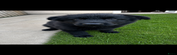 German Shepherd dogs for sale: German shepherd pups - Advert 1
