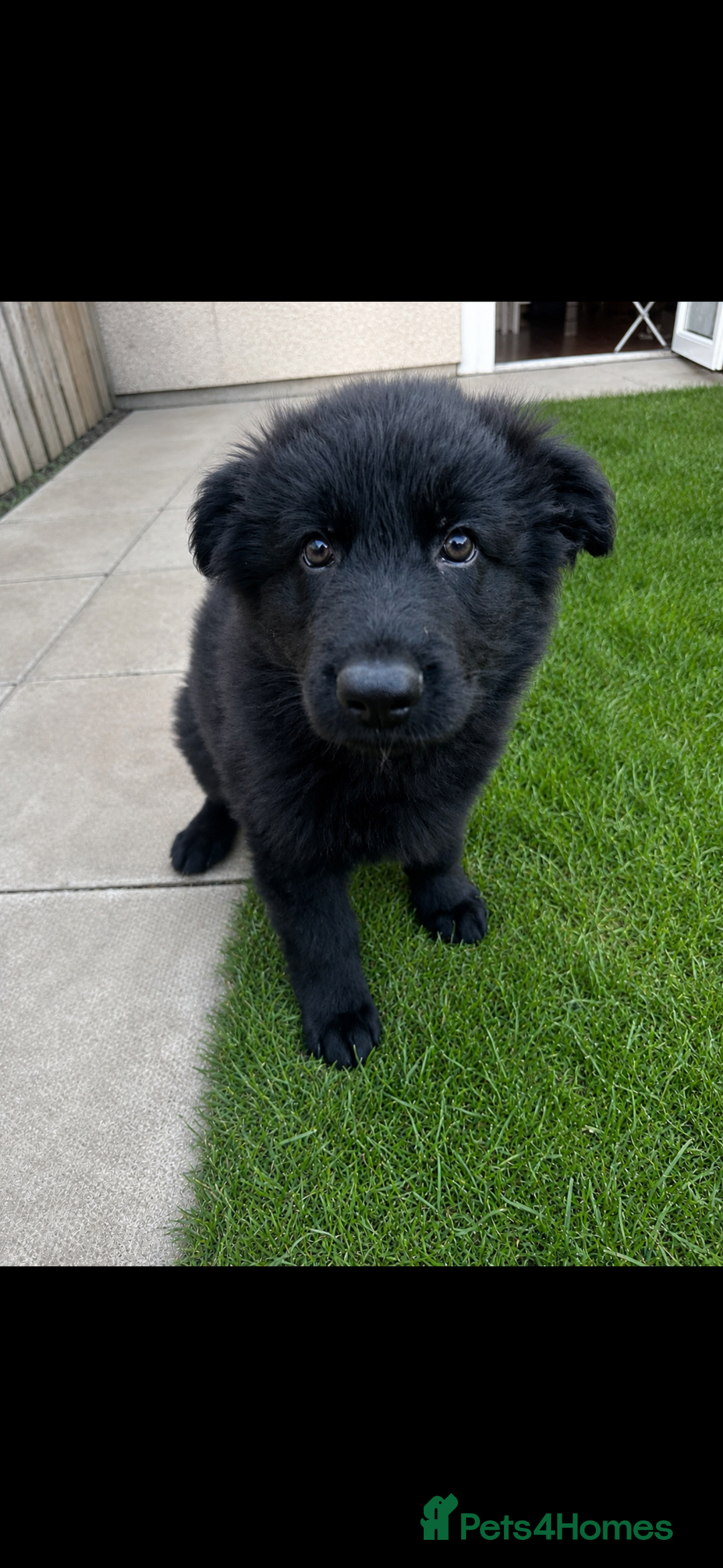 German Shepherd dogs for sale: German shepherd pups - Advert 1