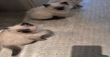 Ragdoll cats - Advert 6