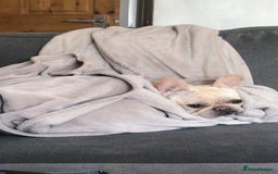 French Bulldog dogs for sale: Female Frenchie needing new home - Image 19