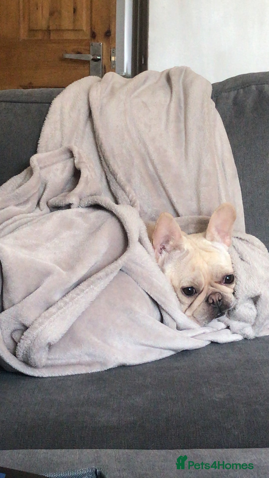 French Bulldog dogs for sale: Female Frenchie needing new home - Image 19