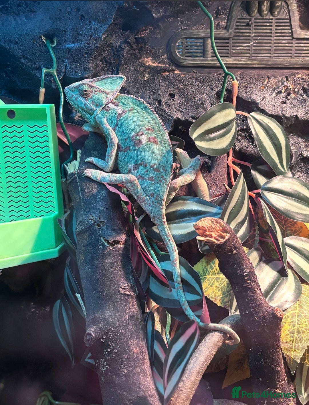 Chameleon reptiles for sale: female veiled chameleon with full set up - Advert 1