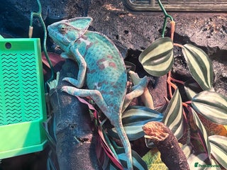 Chameleon reptiles female veiled chameleon with full set up - Advert 1