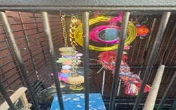 Mixed Breed birds for sale: Bird cage  - Image 2