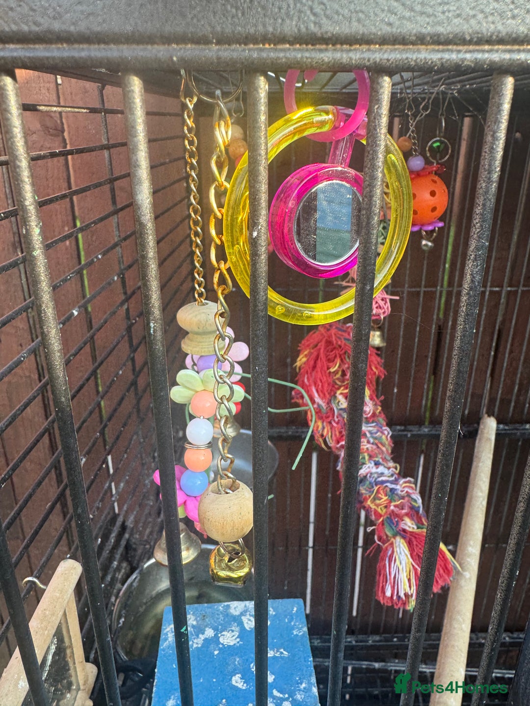 Mixed Breed birds for sale: Bird cage  - Image 2
