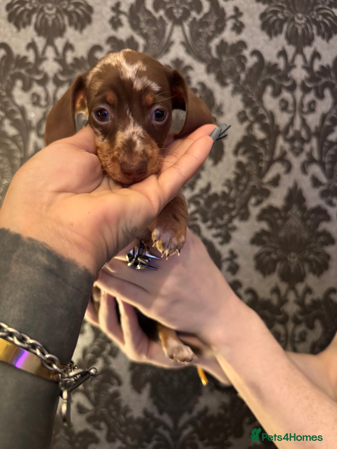 Dachshund dogs for sale: **** Absolutely Stunning Babies **** - Advert 21