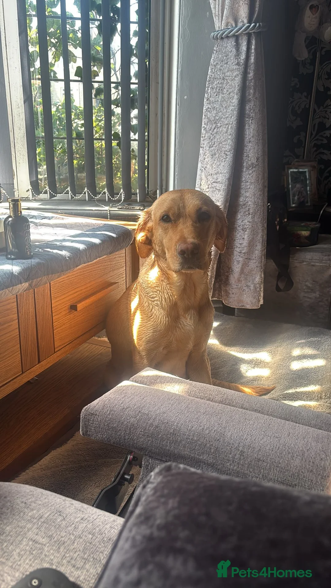 Labrador Retriever dogs for sale: Fully jet black Labrador pups for sale in Huddersfield - Advert 1