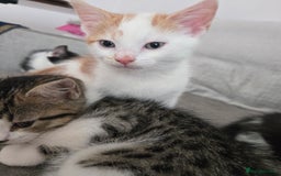 Mixed Breed cats for sale: 3 beautiful playful kittens ready for rehome - Image 15