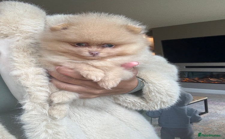 Pomeranian dogs - Advert 7