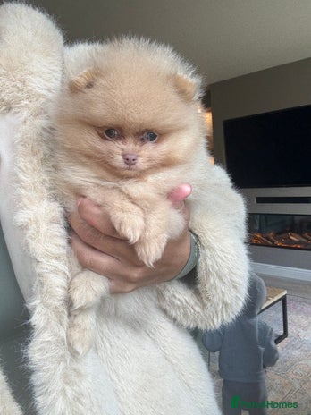 Pomeranian dogs - Advert 7