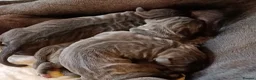 Cane Corso dogs for sale: CANE CORSO.  - Advert 8