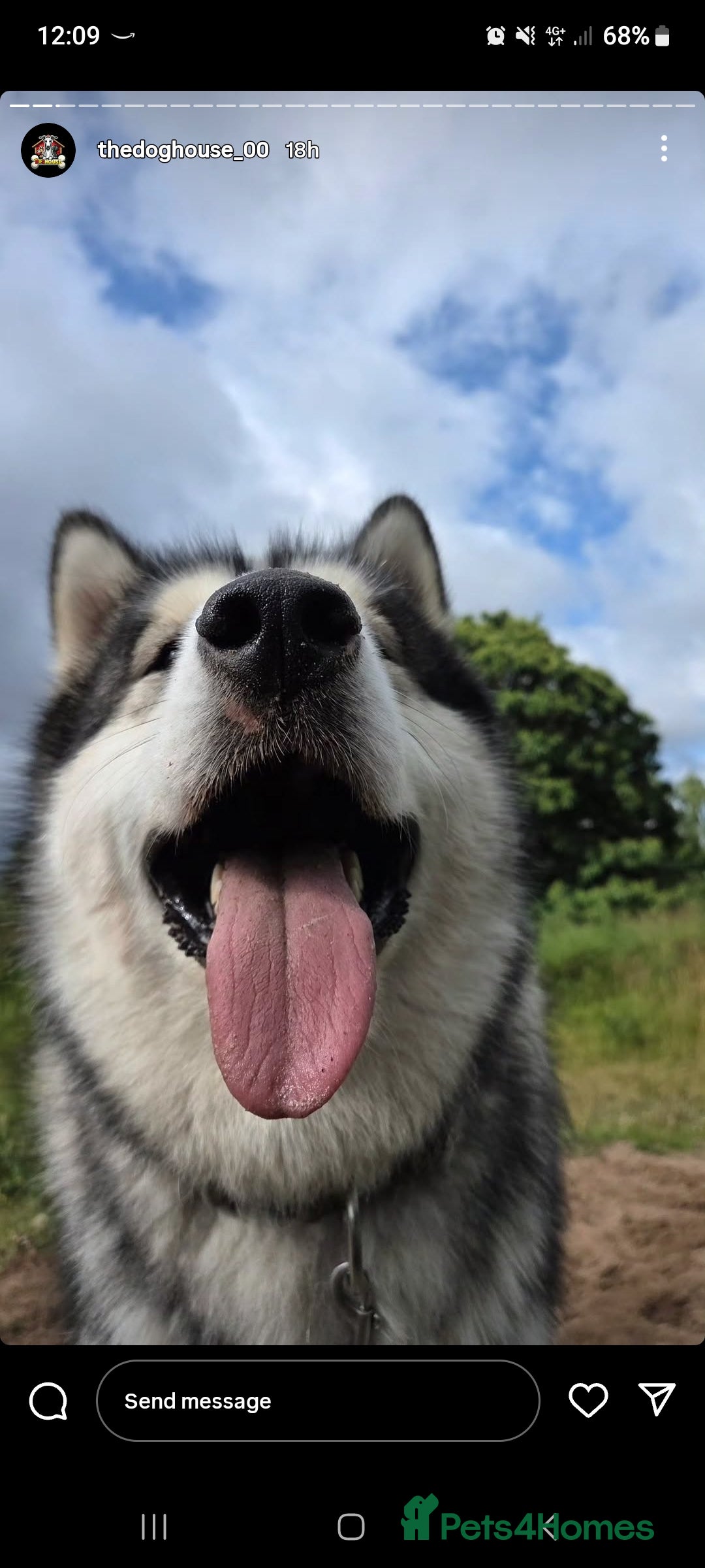 Alaskan Malamute dogs for sale: Beau 19 months male mal - Image 3