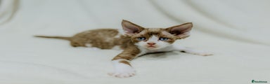 Devon Rex Cinnamon & White Boy Kitten
