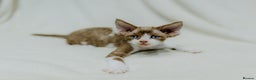 Devon Rex cats for sale: Adorable GCCF Registered DevonRex Kittens FOR SALE - Advert 17