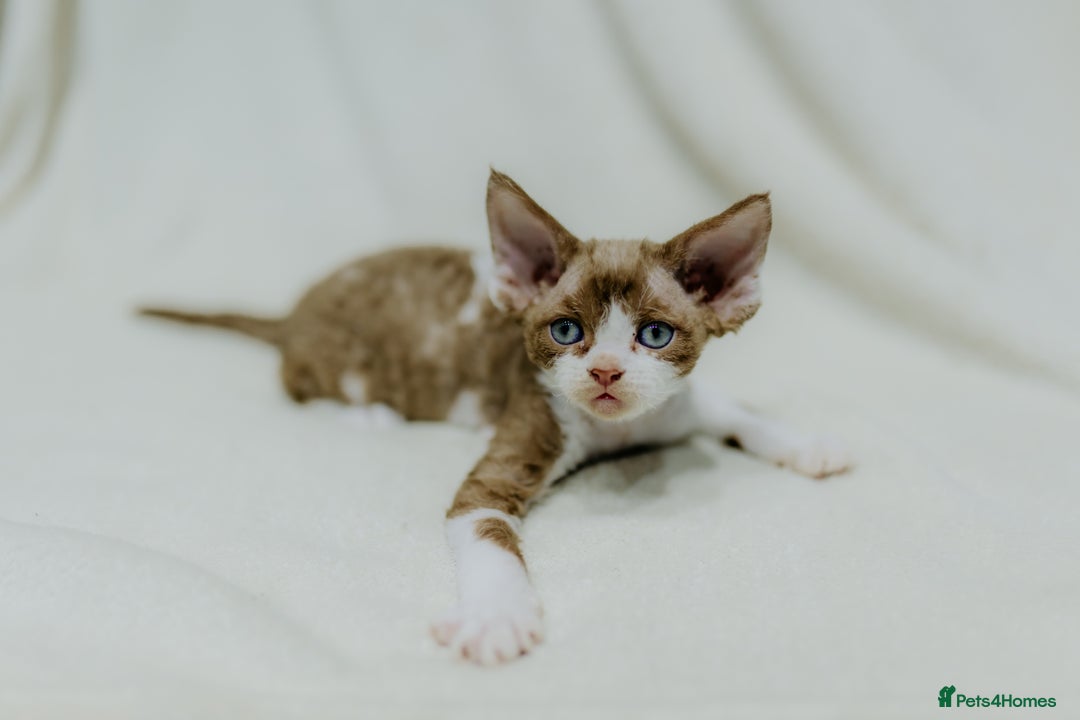 Devon Rex cats for sale: Adorable GCCF Registered DevonRex Kittens FOR SALE - Advert 17