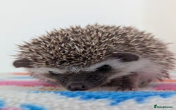 Pygmy Hedgehog rodents for sale: Beautiful Hoglets Ready to Reserve Now - Image 6