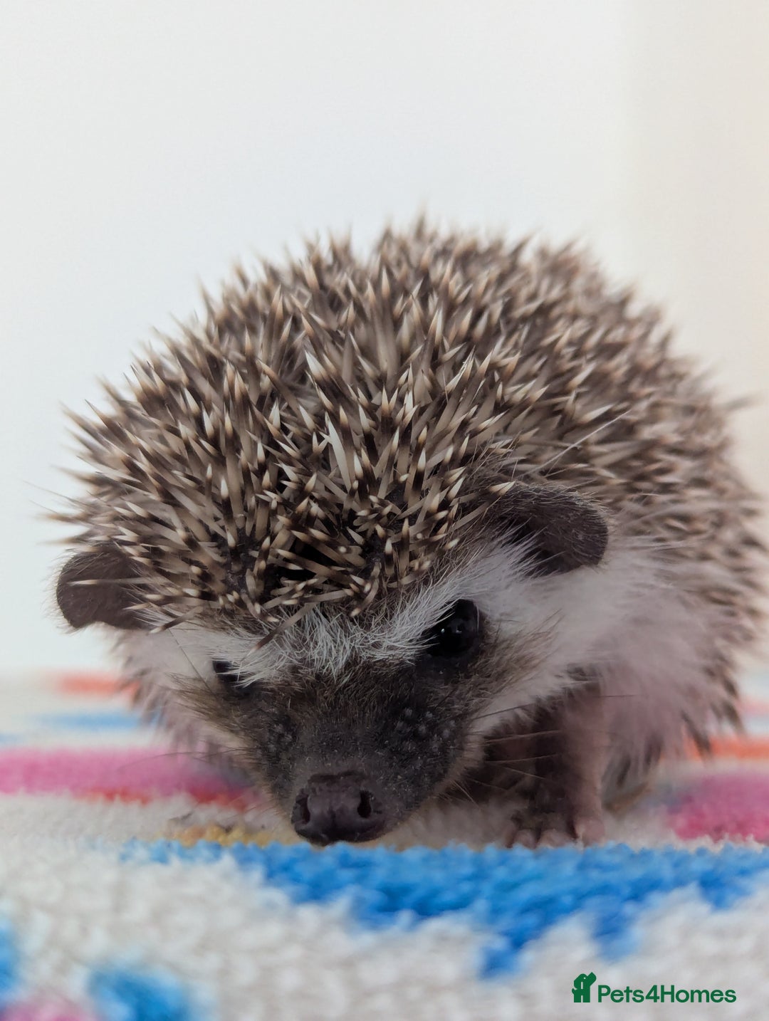 Pygmy Hedgehog rodents for sale: Beautiful Hoglets Ready to Reserve Now - Image 6