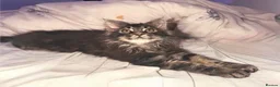 Maine Coon cats for sale: Pedigree Maine Coon Male Kitten - Advert 4
