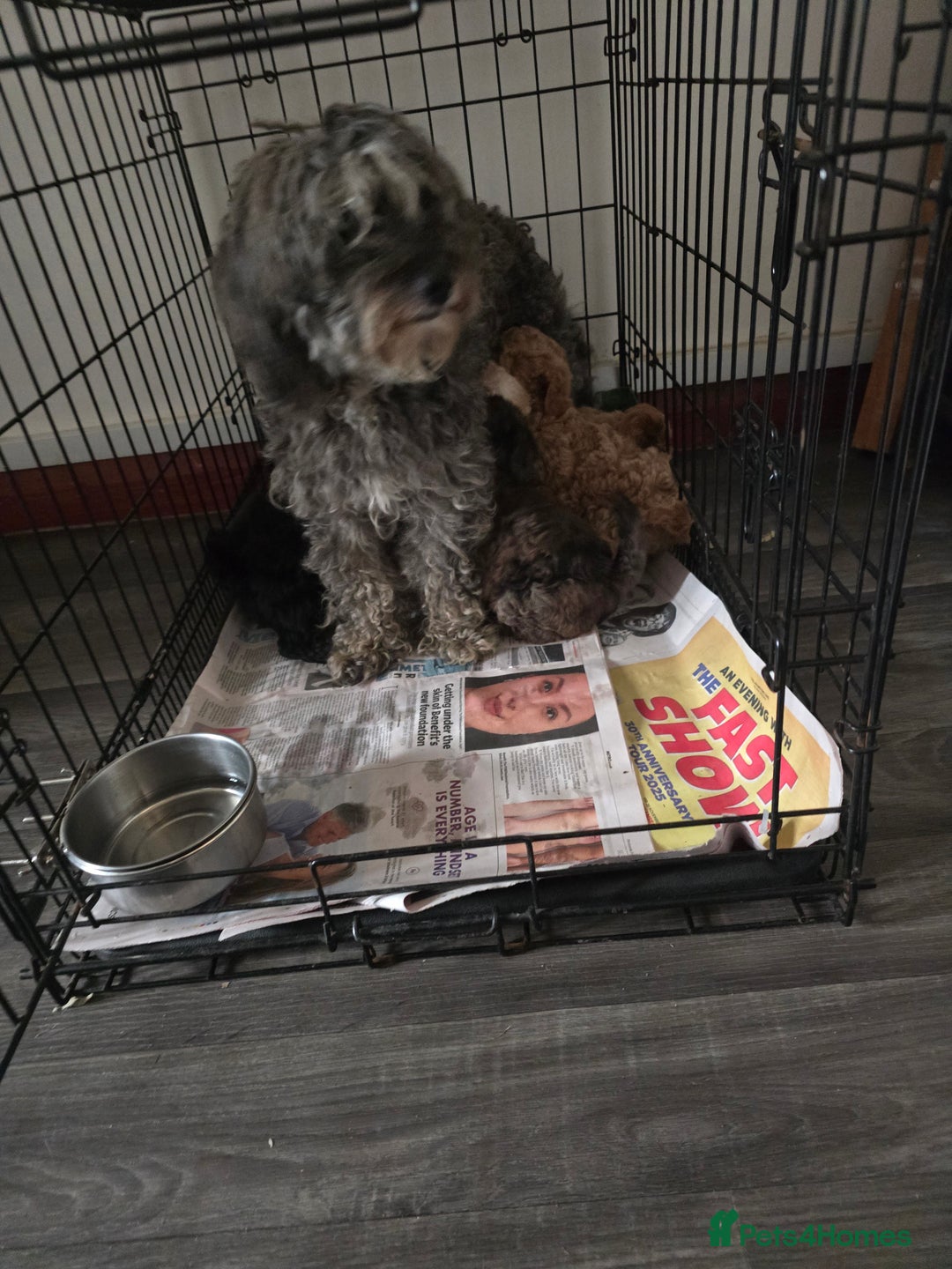 Maltipoo dogs for sale:  multipoo baby's for sale  - Image 6