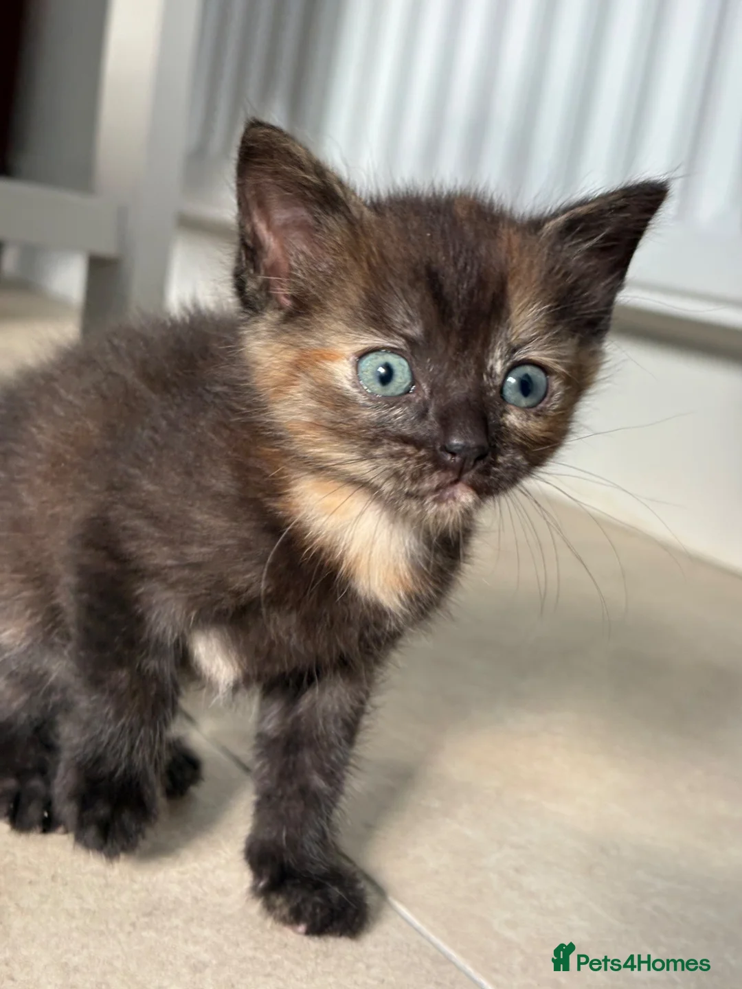 Mixed Breed cats for sale: 6 week old tortoiseshell kitten- poppy  - Advert 2