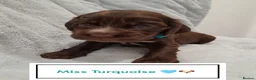 Cocker Spaniel dogs for sale: ❤️ 🐶Beautiful Show Type Cocker Puppies🐶❤️  - Advert 24