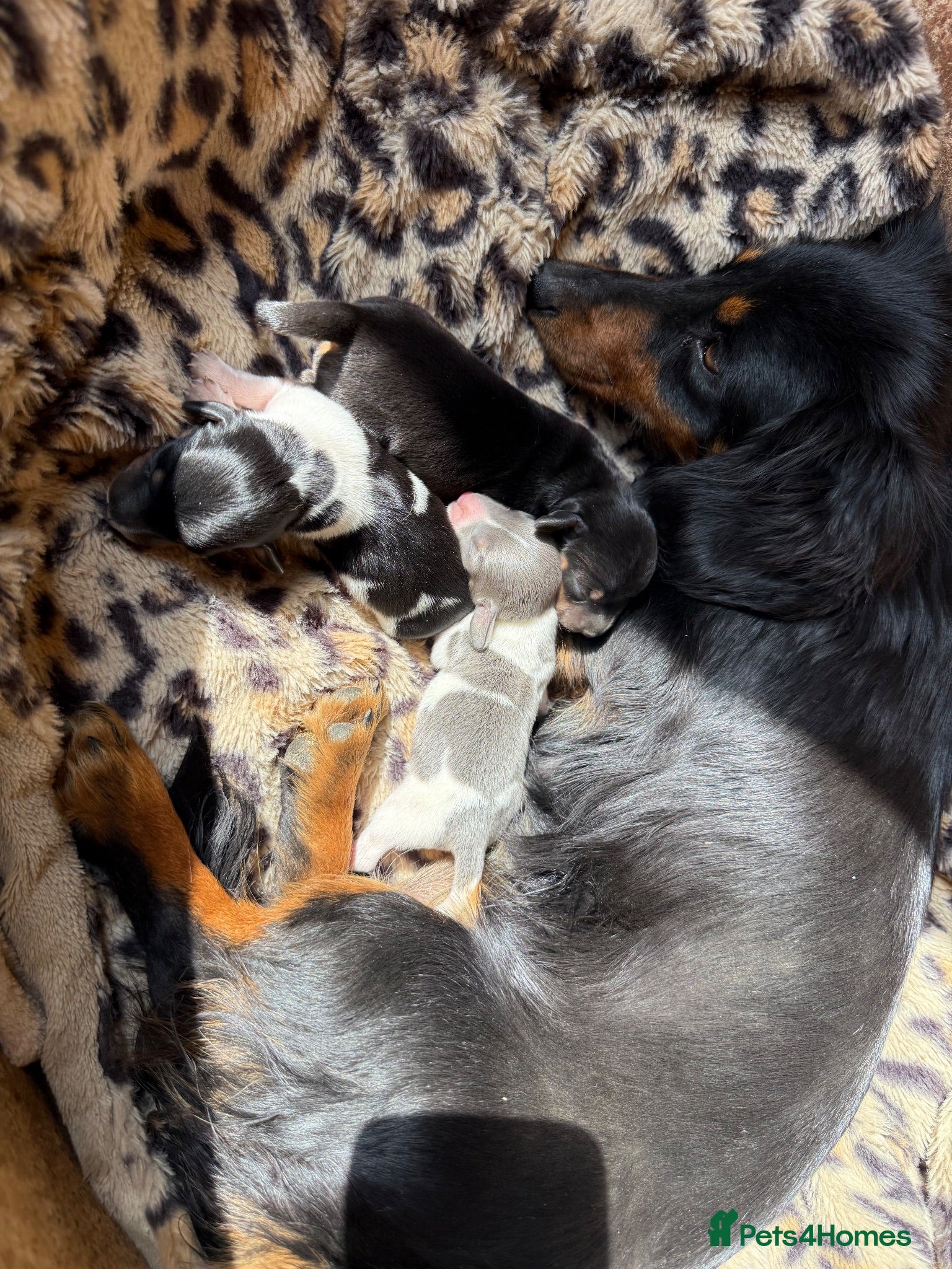 Dachshund dogs Mini miniature dachshund puppies beautiful baby’s  - Advert 14