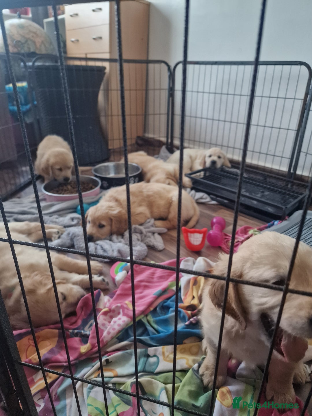 Golden Retriever dogs for sale: 🦮 two beautiful boys available  ❤️❤️ in Aberystwyth - Image 31