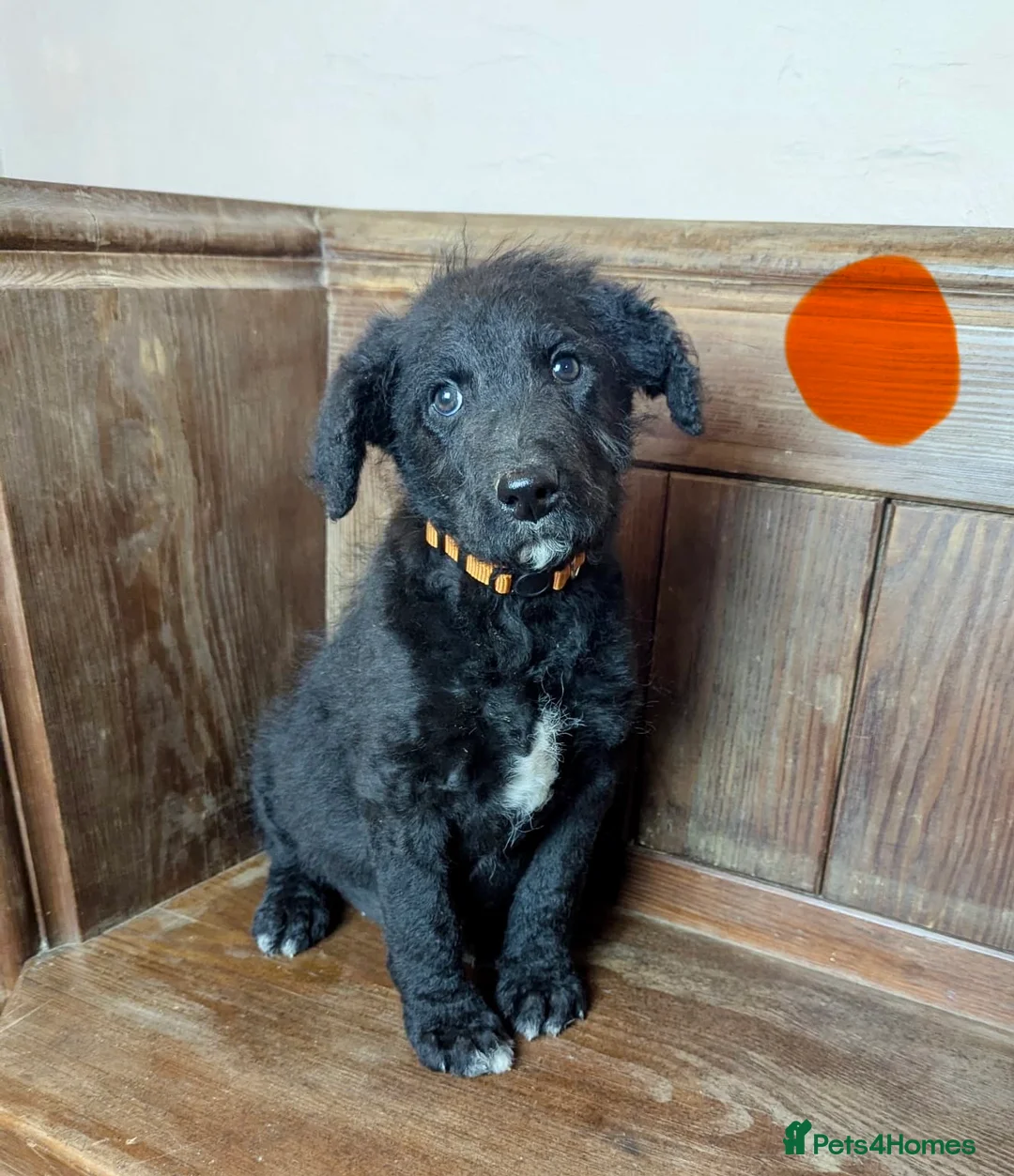 Bordoodle dogs for sale: Standard Bordoodle/Colliepoodle Puppies - Advert 6