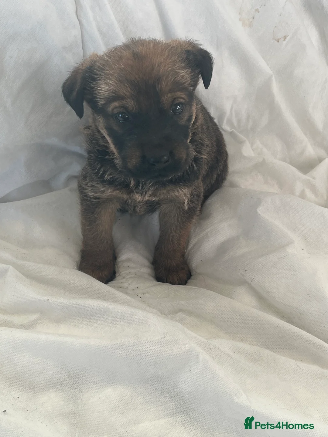 Mixed Breed dogs for sale: German Shepard X Rottweiler  - Advert 3