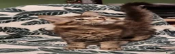 Maine Coon cats for sale: GCCF Pedigree Maine Coon Kittens for sale  - Advert 7