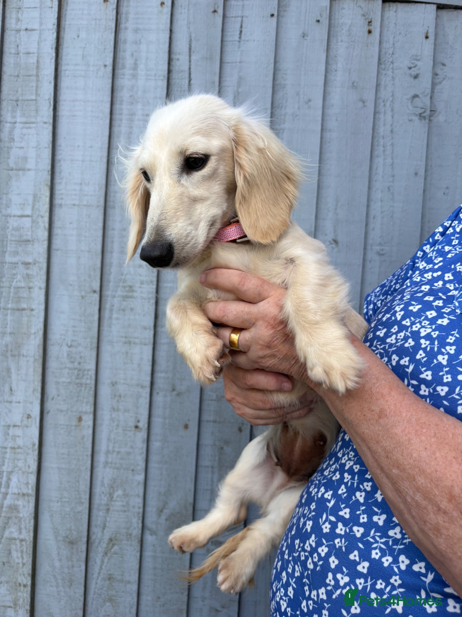Miniature Dachshund dogs Adult Longhair Cream Female Miniature Dachshund.  - Advert 2