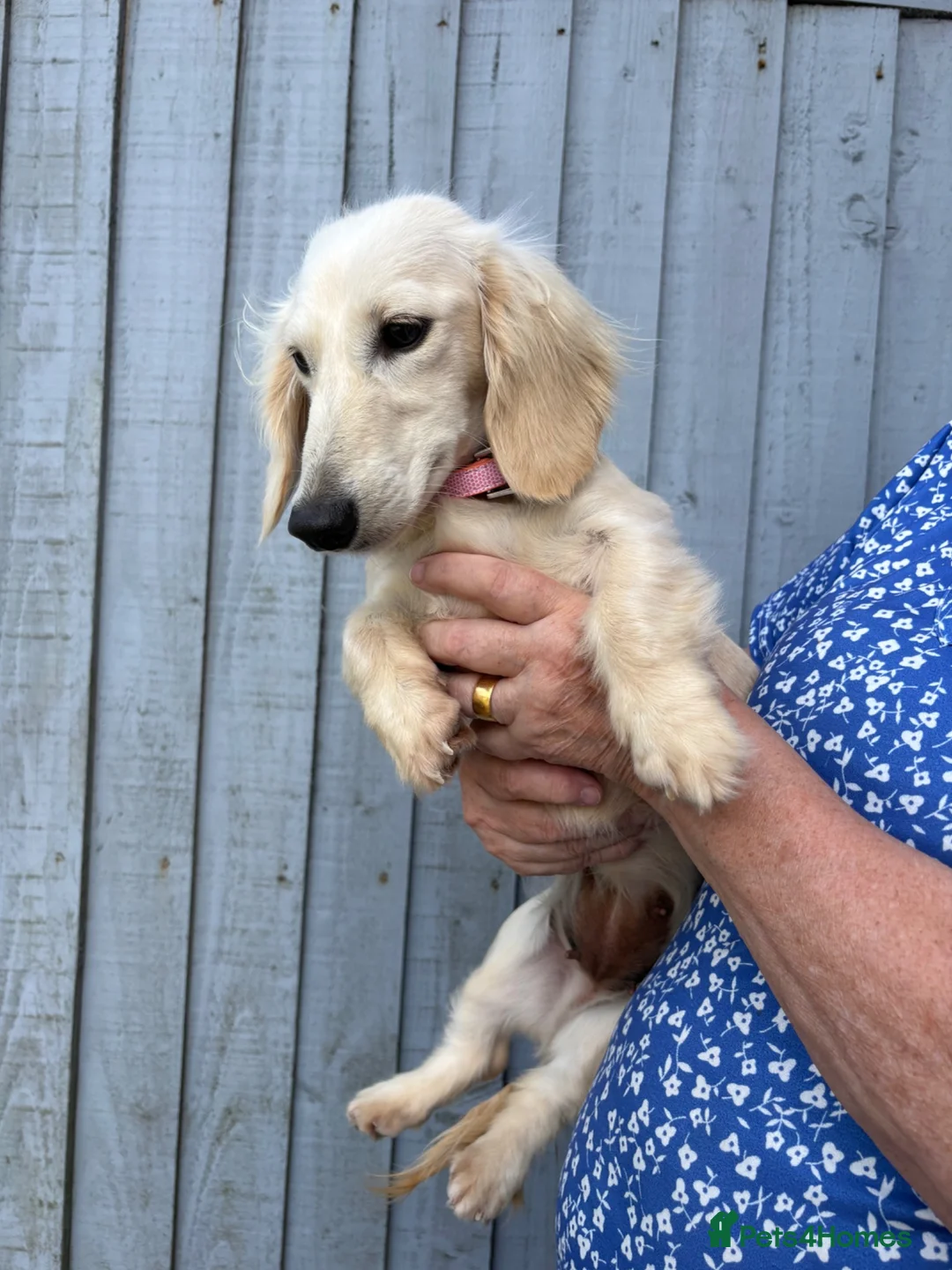 Miniature Dachshund dogs for sale: Adult Longhair Cream Female Miniature Dachshund.  - Advert 2