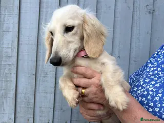 Miniature Dachshund dogs Adult Longhair Cream Female Miniature Dachshund. - Advert 2