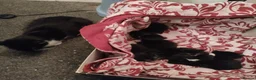 Mixed Breed cats for sale: 6 beautiful fur babies - Advert 4