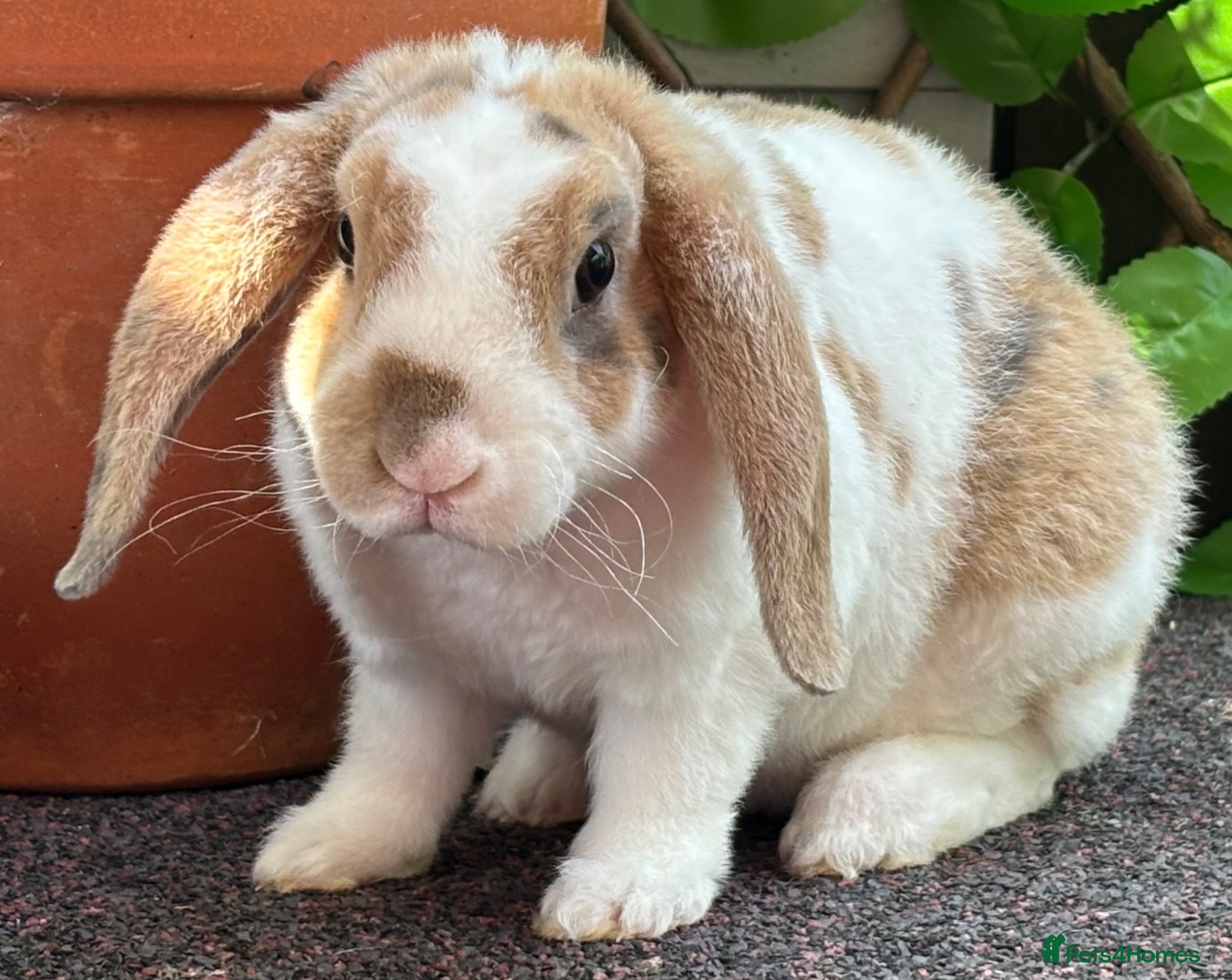 Mini Lop rabbits Mini Plush Lops - Hypoallergenic Fur. - Advert 9