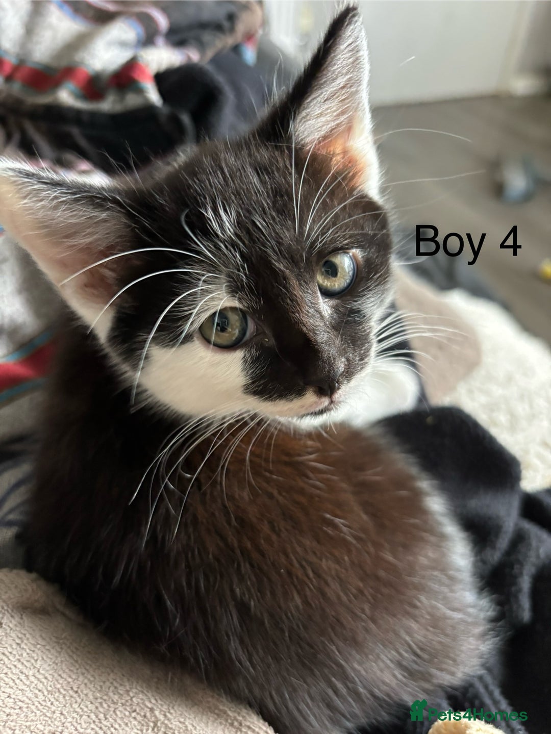 Mixed Breed cats for sale: 4 Gorgeous little boys  - Image 10