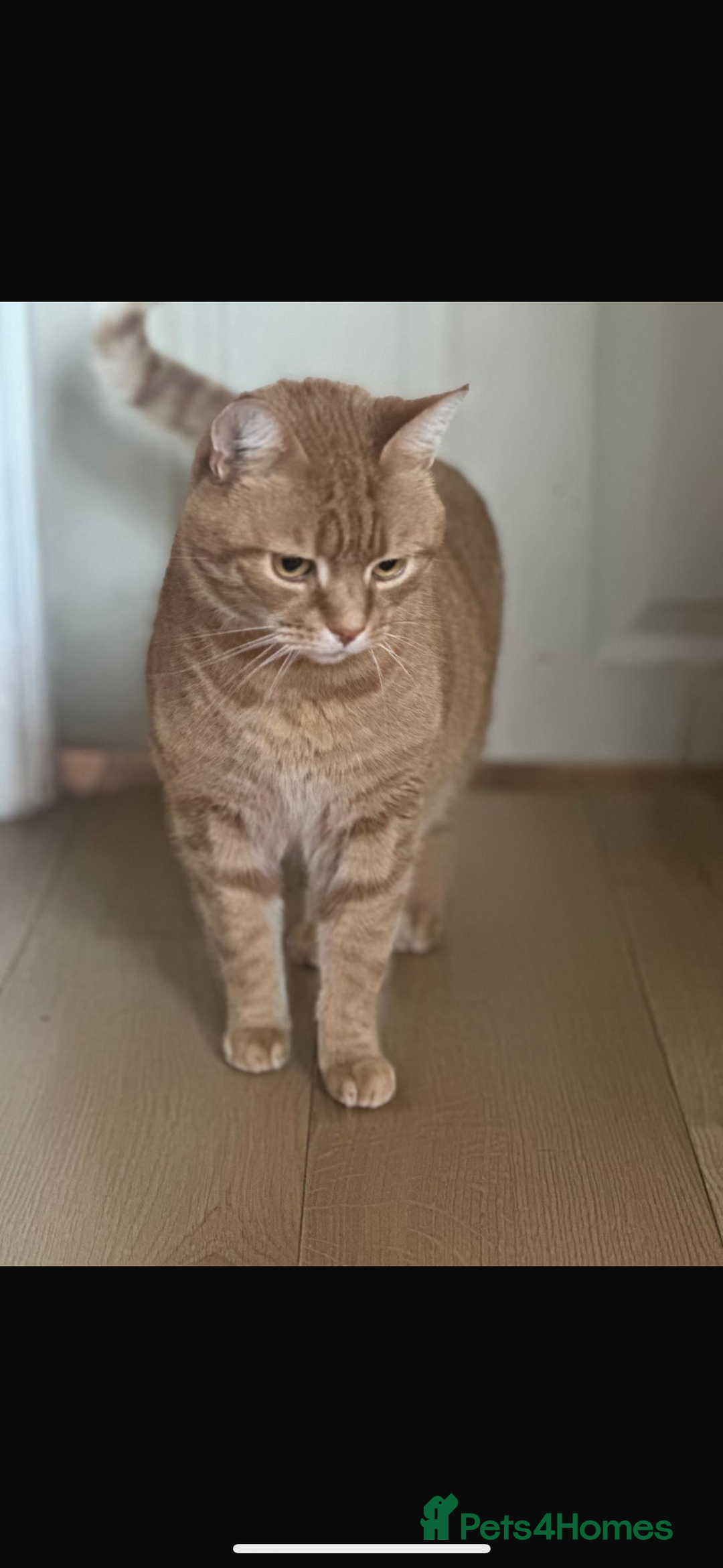 Domestic Shorthair cats for sale: Jasper -  orange baby  - Advert 4