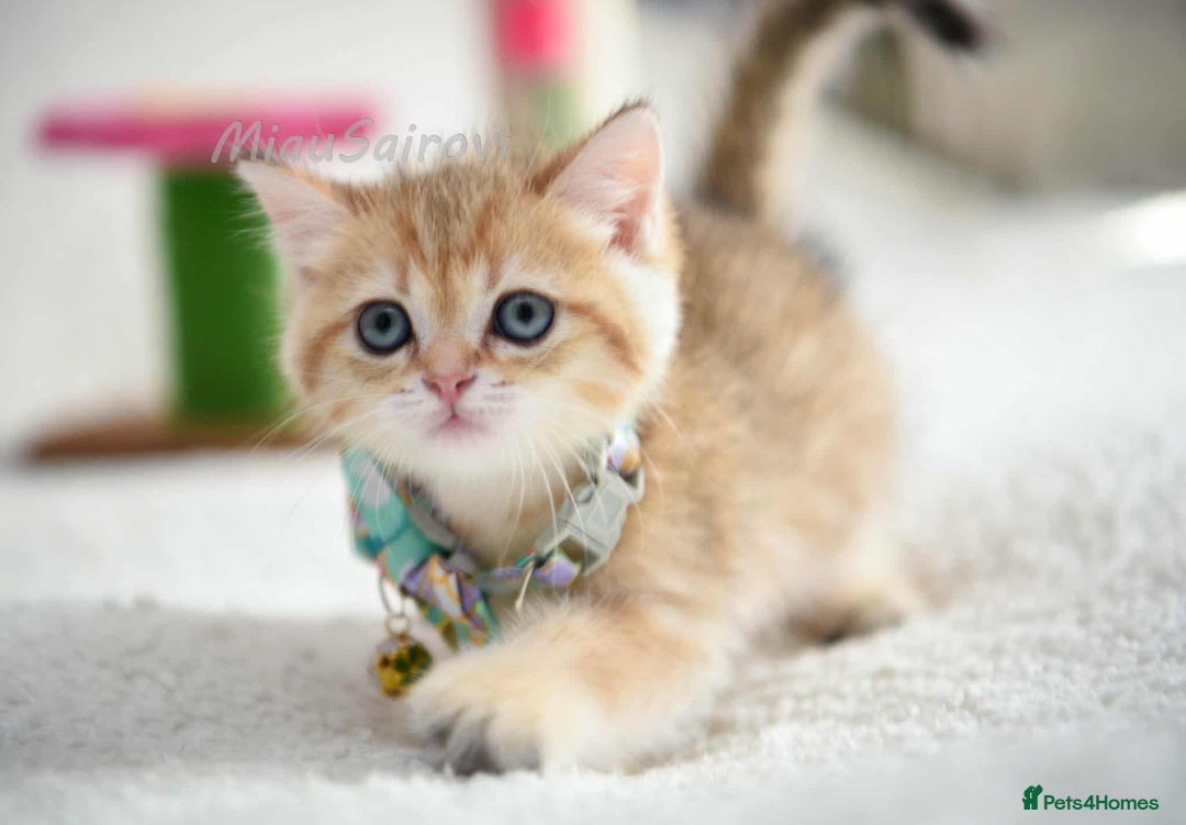 British Shorthair cats for sale: British shorthair Pedigree Neutered  - Image 12