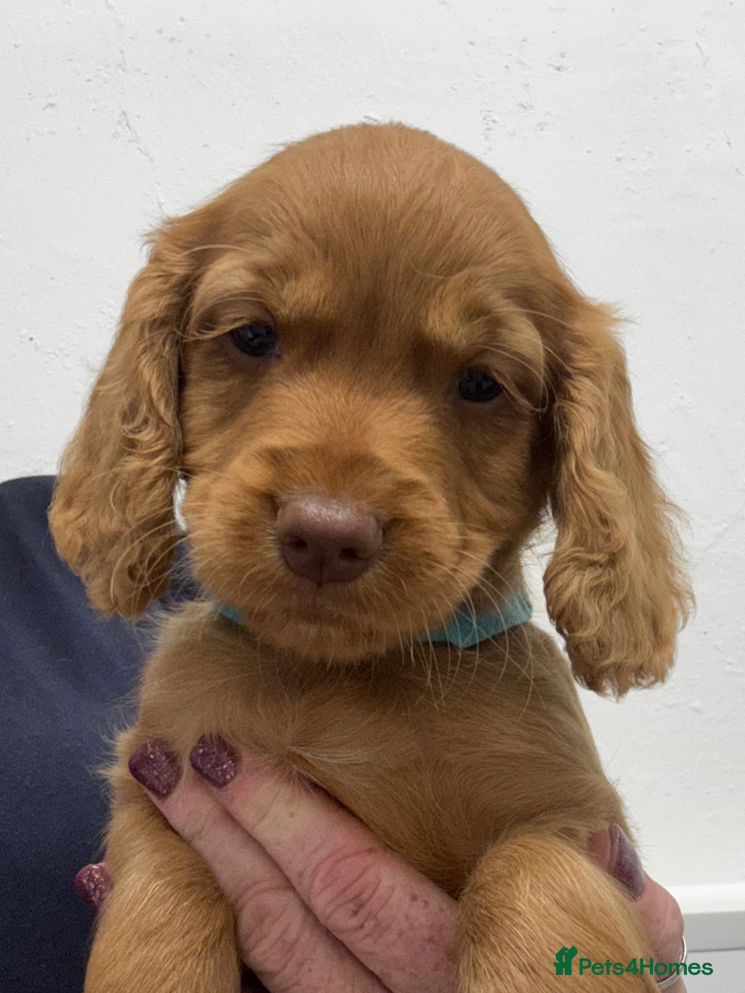Cocker Spaniel dogs KC, Hereditary Clear,  RED Cocker Spaniel Pup - Advert 12