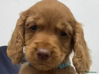 Cocker Spaniel dogs KC, Hereditary Clear, RED Cocker Spaniel Pup - Advert 12