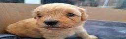 Lhasapoo dogs for sale: Beautiful, home reared lhasapoos in Southport - Advert 4