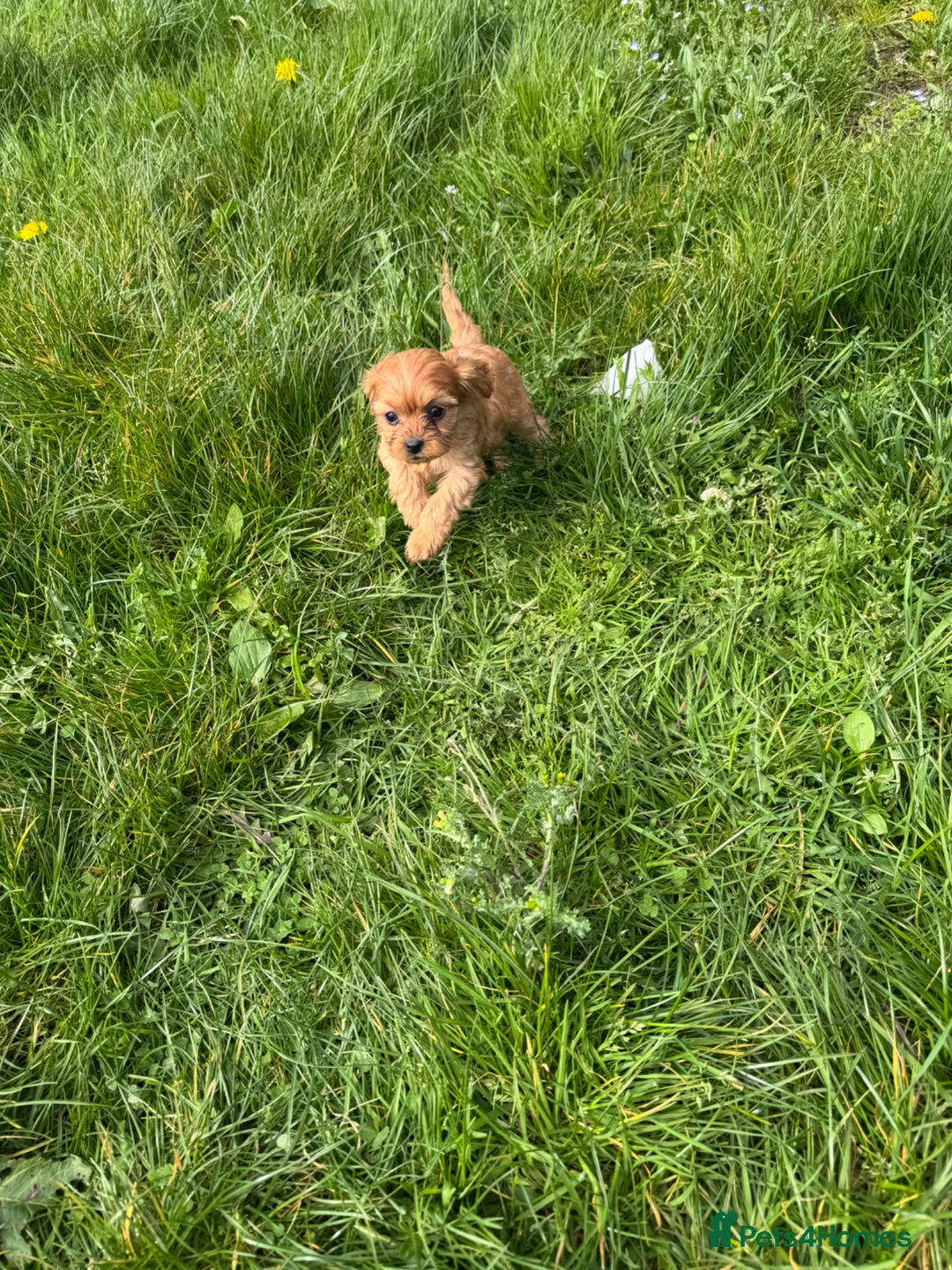 Cavapoo dogs for sale: Deep red cavapoos - Advert 1