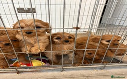 Cavapoo dogs for sale: Red Cavapoo puppies  - Image 13